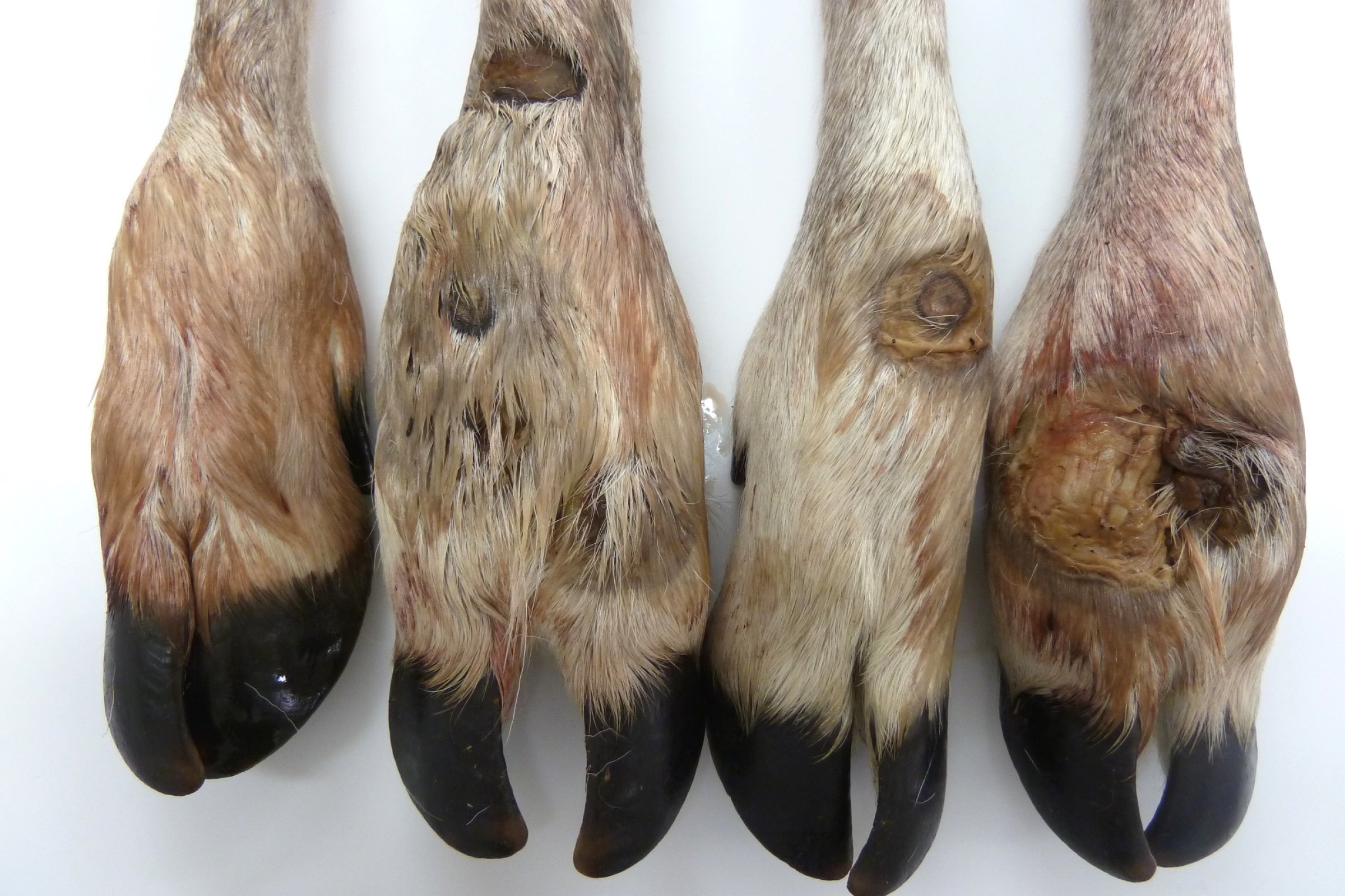 Bilde 1. Bein fra villreinkalv felt under jakt i 2015. Kalven har synlig fotråte, med sår og hevelse på tre av føttene. Foto: Kjell Handeland, Veterinærinstituttet